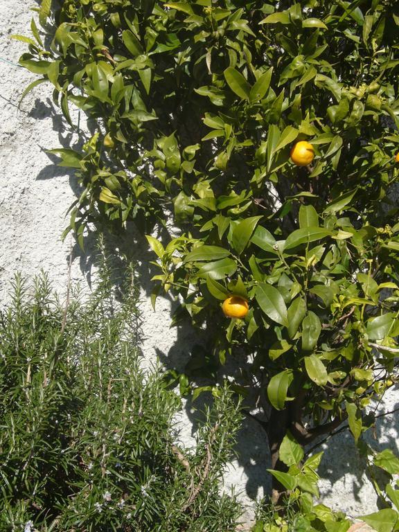 Agriturismo Olivarancio Leivi エクステリア 写真
